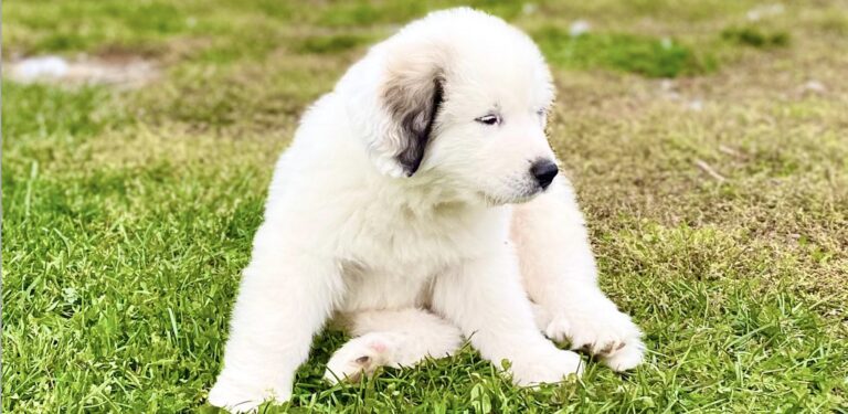 Kumpainen Oy – Eläinten ja ihmisten hyvinvointia edistävä verkkokauppa- ja koulutusalusta