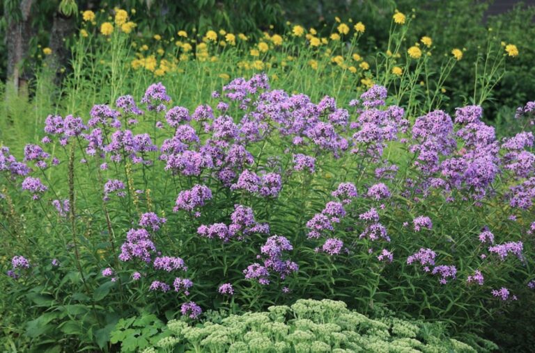 Sarinpuutarhakurssit.fi – itsenäisesti opiskeltavia puutarha-alan verkkokursseja